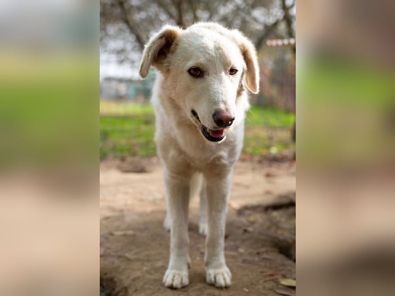 NEVE - hübscher, zurückhaltender Rüde sucht sein Happy End