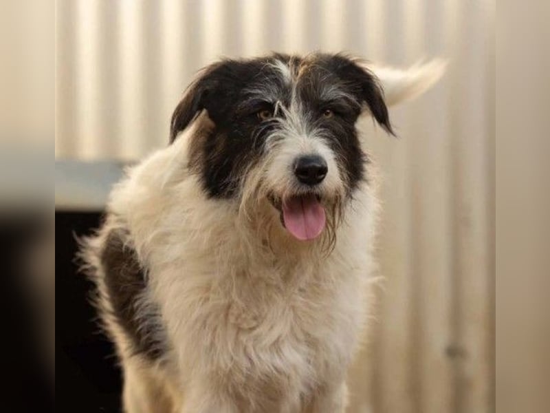 unsere Leslie sucht dringend ihre Menschen