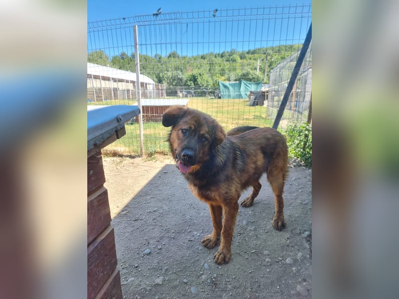 PETER - sanfter, verschmuster Rüde mit Charme