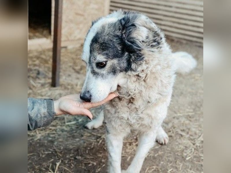 verschmuste, sanfte und liebe Diana