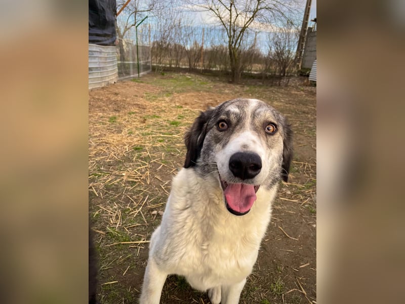 MELODY - liebe, wunderschöne Hündin sucht ihr Happy End