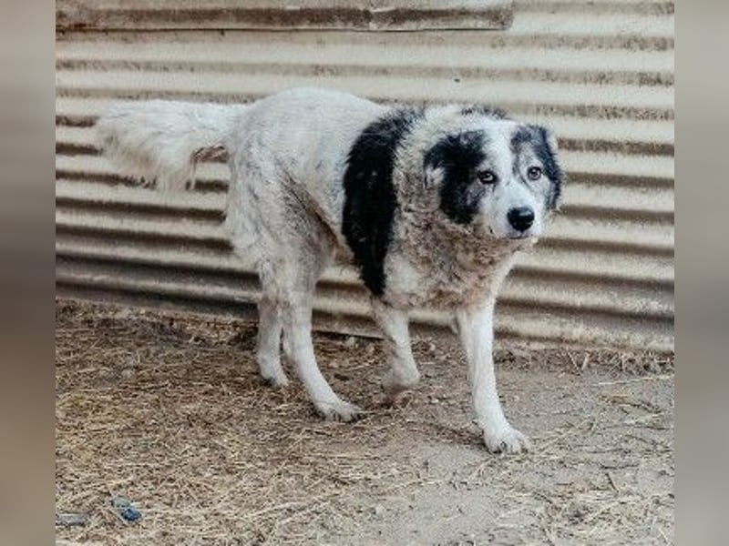 verschmuste, sanfte und liebe Diana