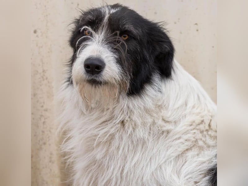 unsichere Leslie sucht liebevolles Zuhause