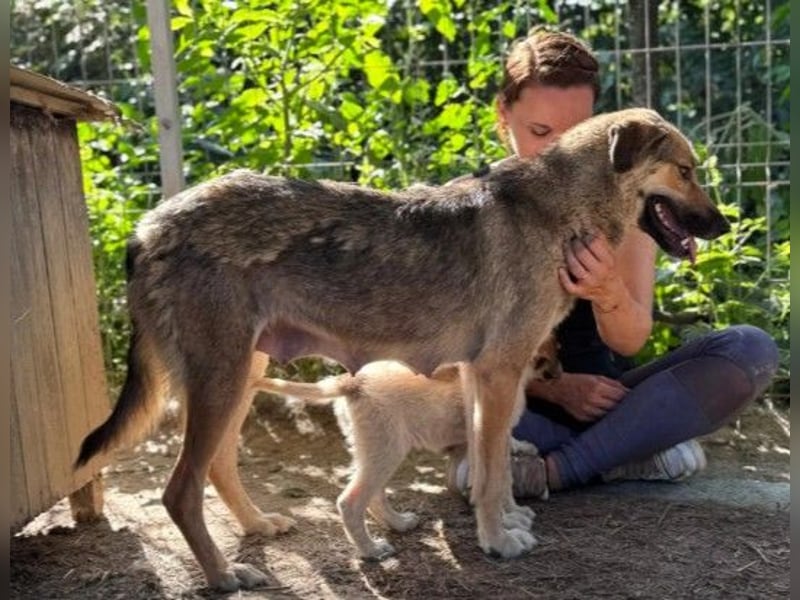 INAYA - liebevolle Hundemama sucht ein liebevolles Zuhause