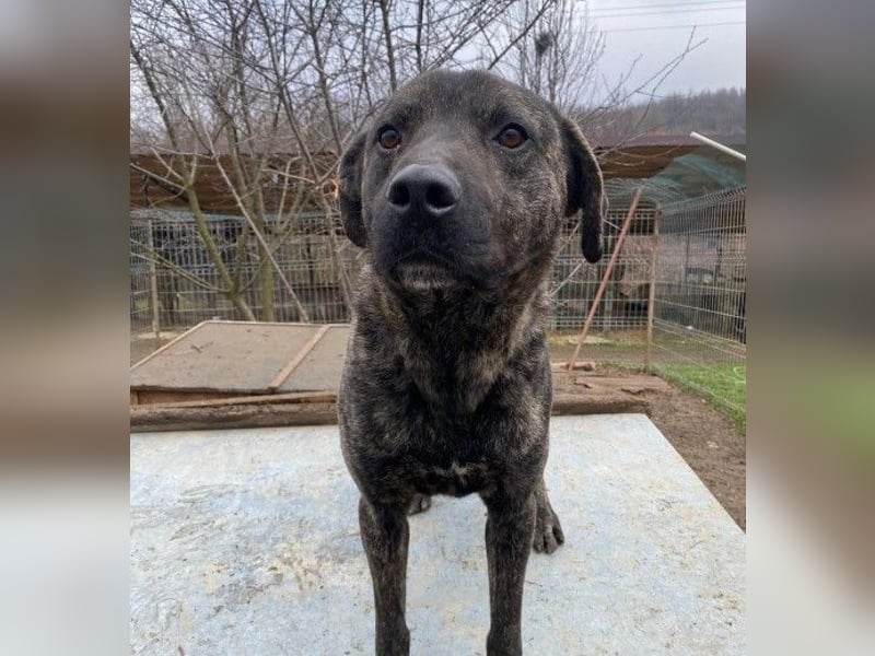 verschmuster PRINZI sucht seine Herzensmenschen