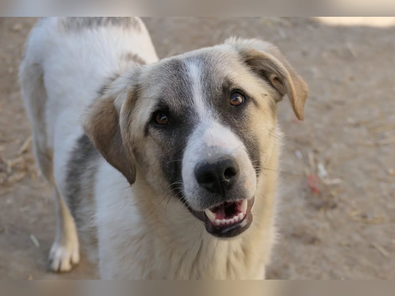 Hagrid-unsicherer Riese mit ganz viel Herz