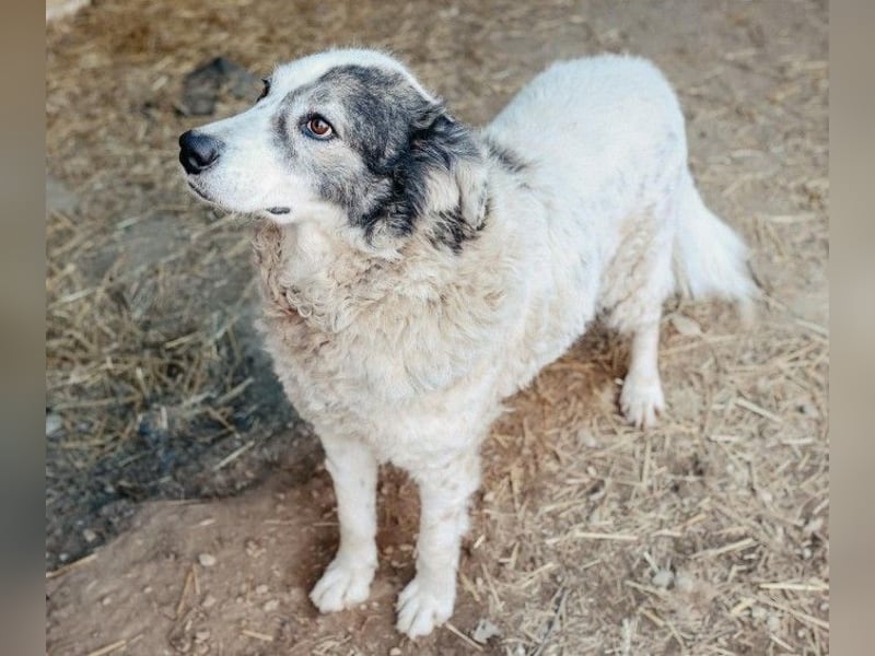 verschmuste, sanfte und liebe Diana