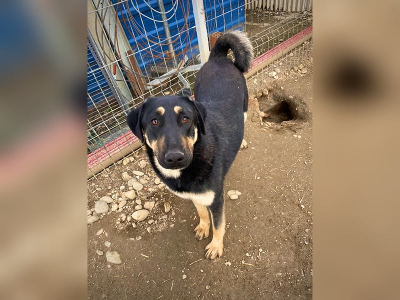 Fanta, bezaubernde Junghündin wartet auf ihre Menschen