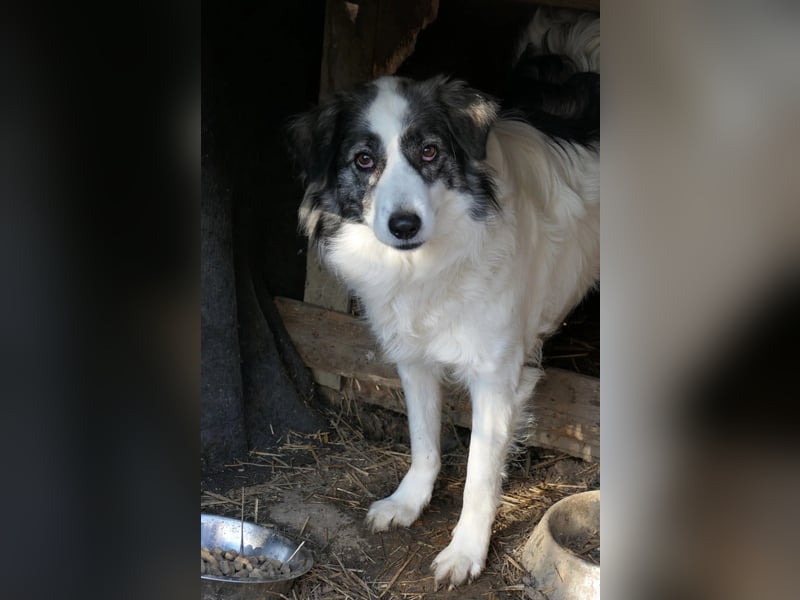 BELLA - wundervolle Hündin sucht ihre Herzensmenschen