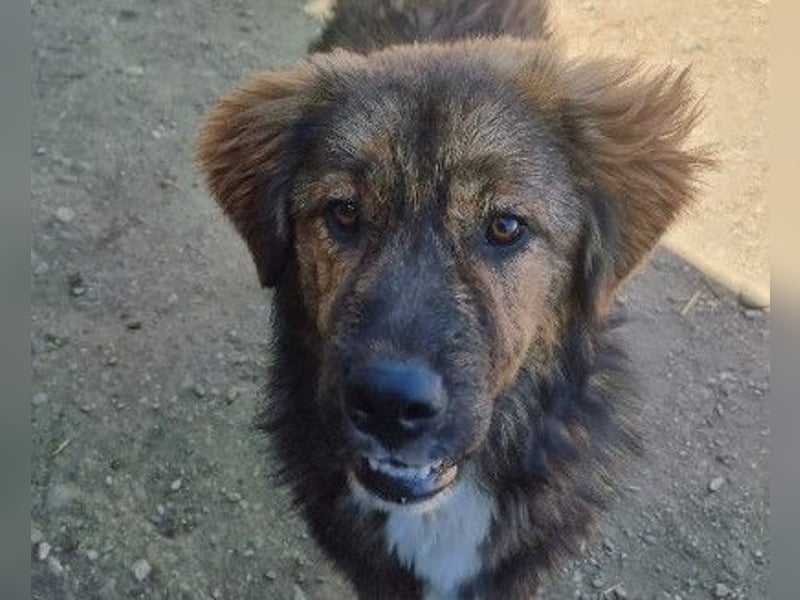 lieber, menschenbezogener Puiu