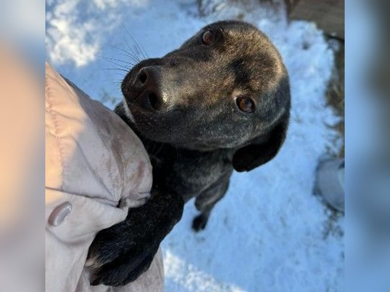 verschmuster PRINZI sucht seine Herzensmenschen