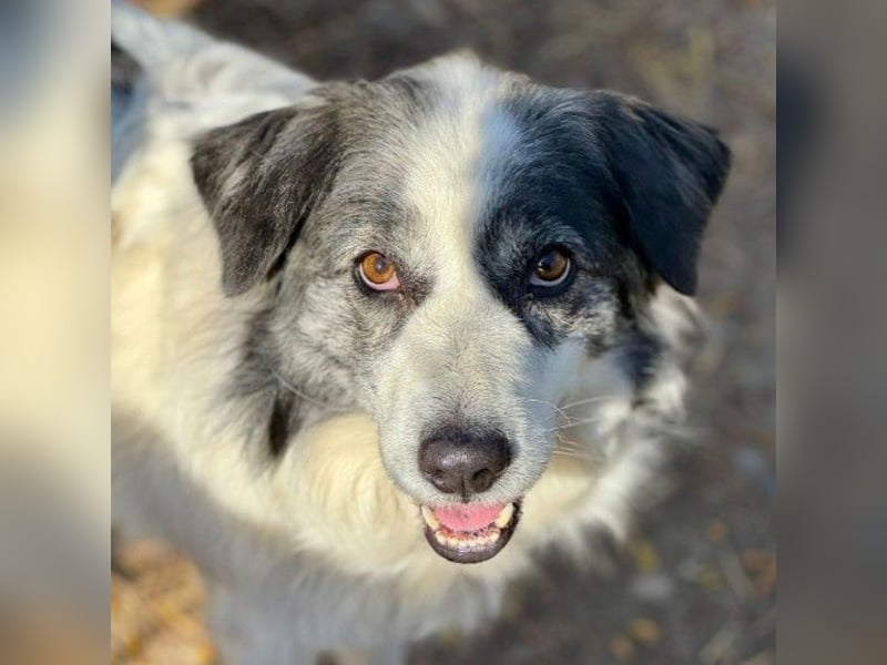 BELLA - wundervolle Hündin sucht ihre Herzensmenschen