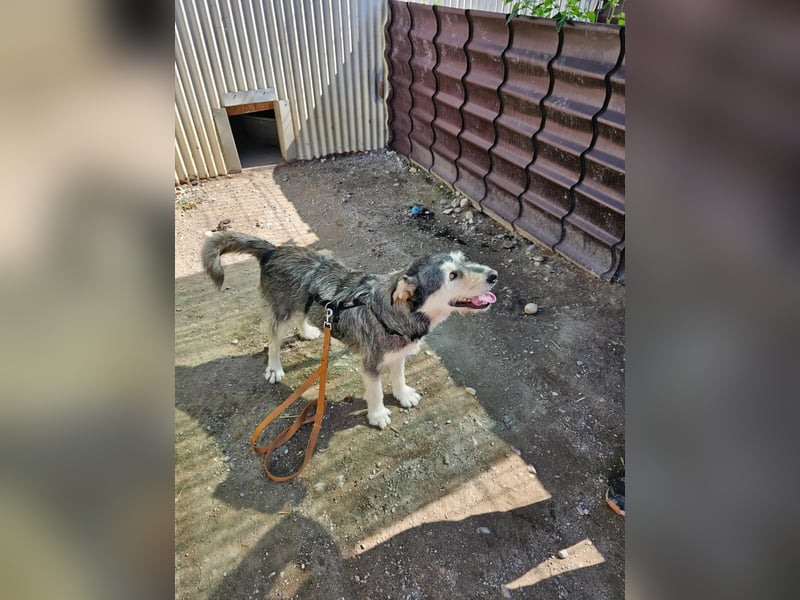 JOKER - verschmuster Herzenshund sucht sein Happy End