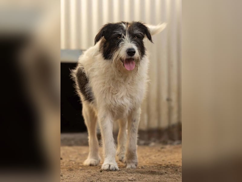 unsichere Leslie sucht liebevolles Zuhause