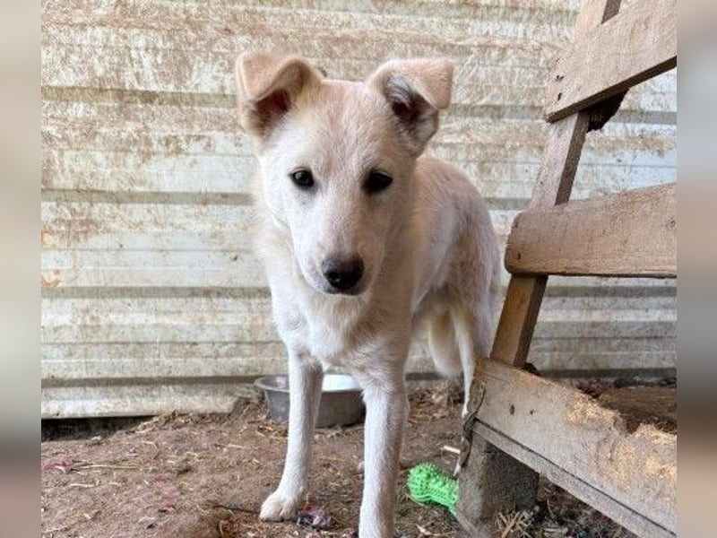 PETERCHEN - sensibler Junghund sucht Familie
