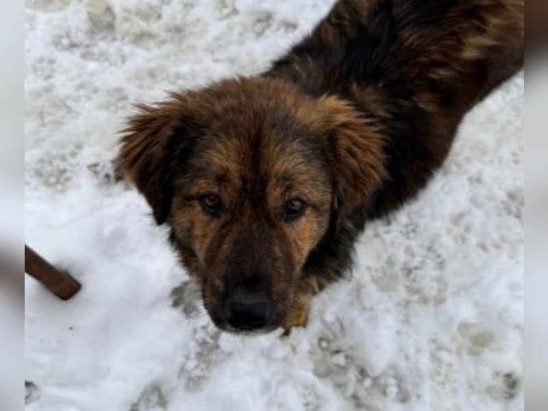 lieber, menschenbezogener Puiu