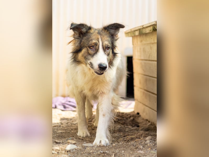 toller Mogli  wartet auf  seine Herzensmenschen