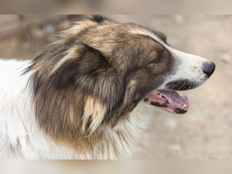 freundlicher Rüde Mogli