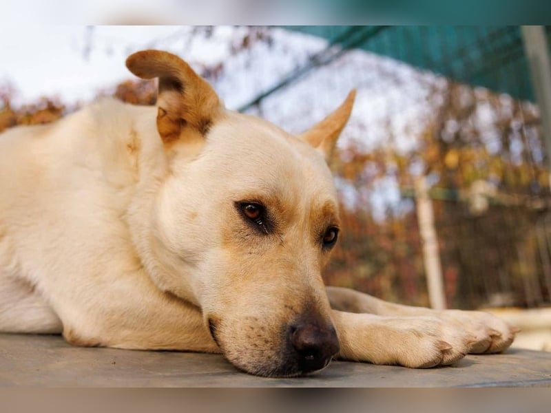 CUBULET wünscht sich so sehr ein Zuhause
