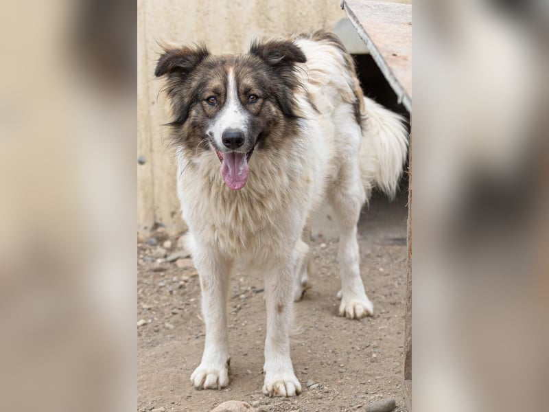 toller Mogli  wartet auf  seine Herzensmenschen