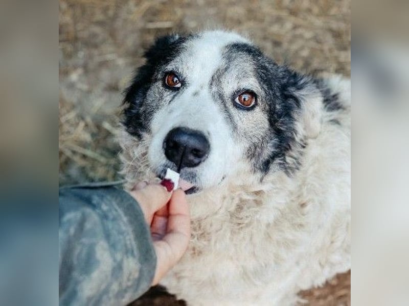 verschmuste, sanfte und liebe Diana