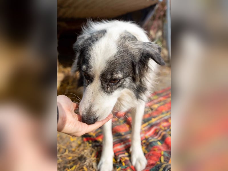 BELLA - verschmuste, liebenswerte Hündin sucht ihr Happy End