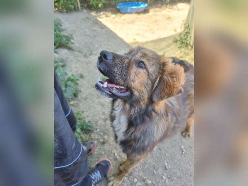 hübscher Puiu sucht sein Zuhause