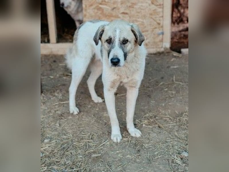 Hagrid-unsicherer Riese mit ganz viel Herz
