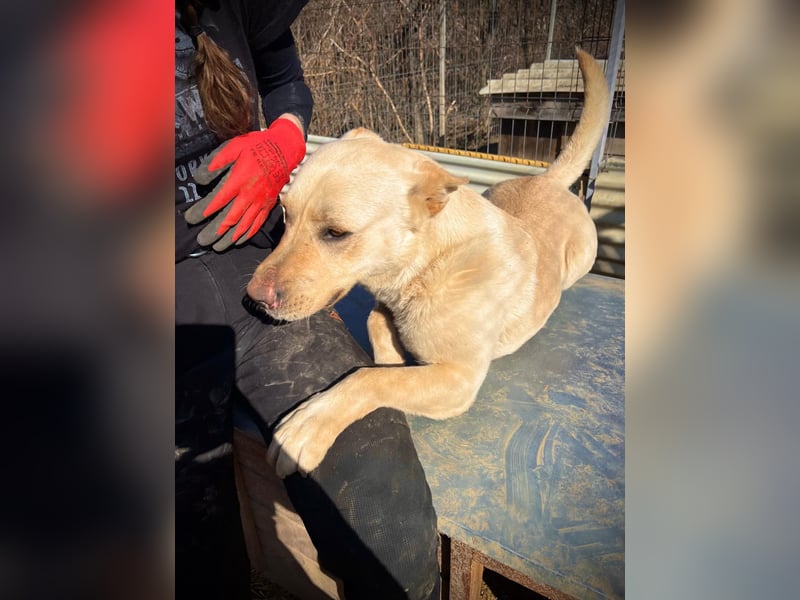 CUBULET wünscht sich so sehr ein Zuhause