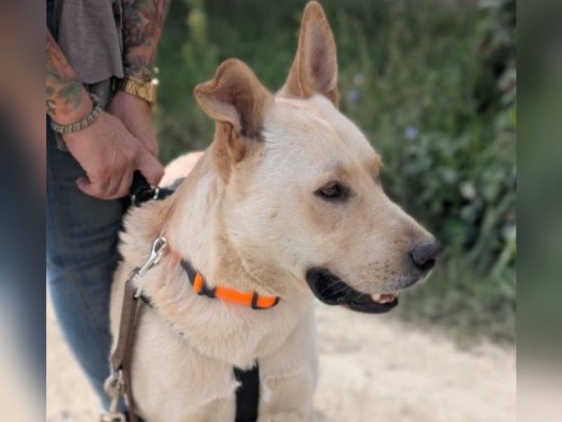 CUBULET wünscht sich so sehr ein Zuhause