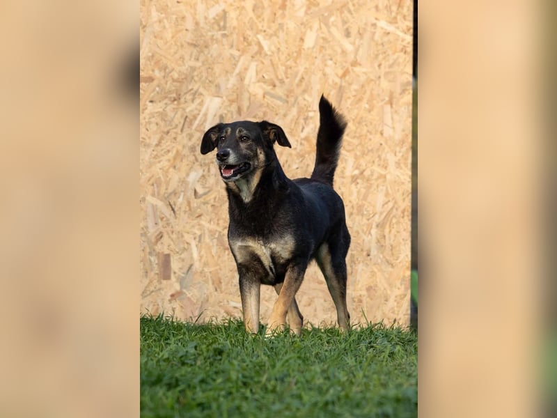 Bubulina sucht geduldiges Zuhause