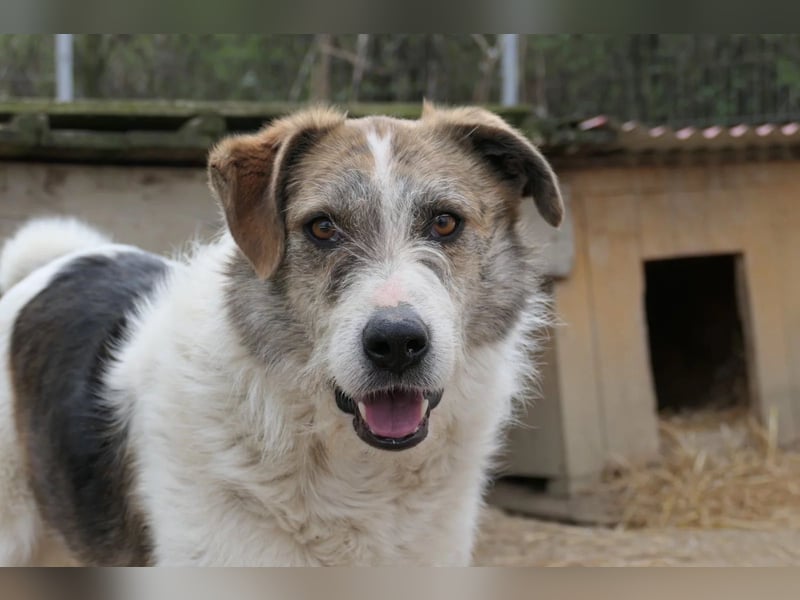 Leo lieber ruhiger Rüde sucht sein Für-immer-Zuhause