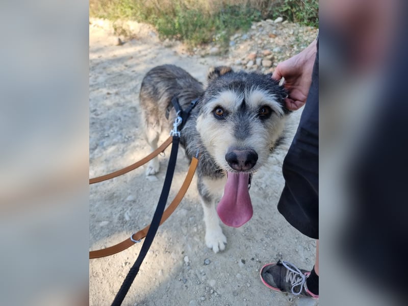Herzenshund: Joker sucht endlich seine Menschen!