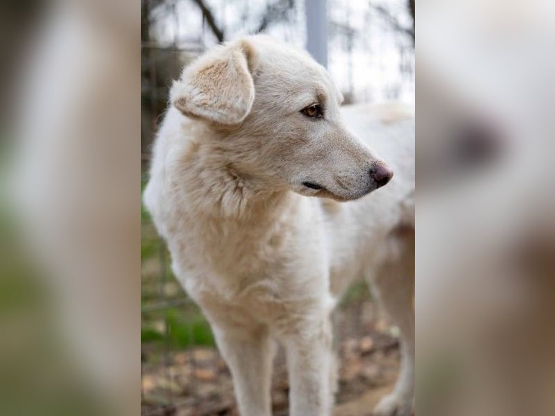 NEVE - hübscher, zurückhaltender Rüde sucht sein Happy End