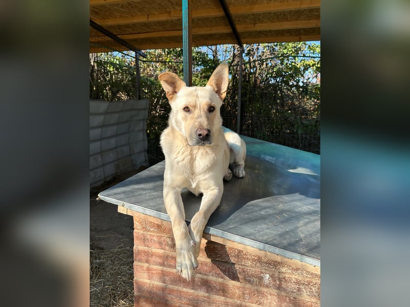 CUBULET wünscht sich so sehr ein Zuhause