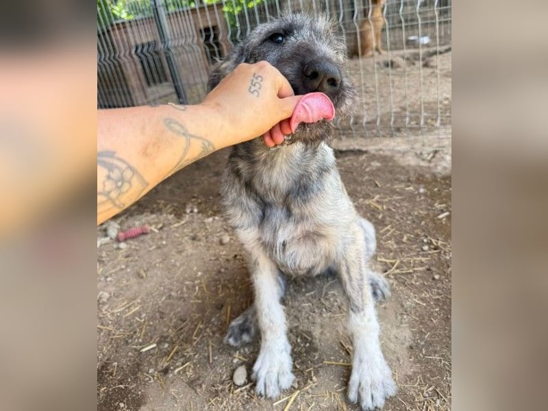verspielte Heidi sucht ihre Menschen