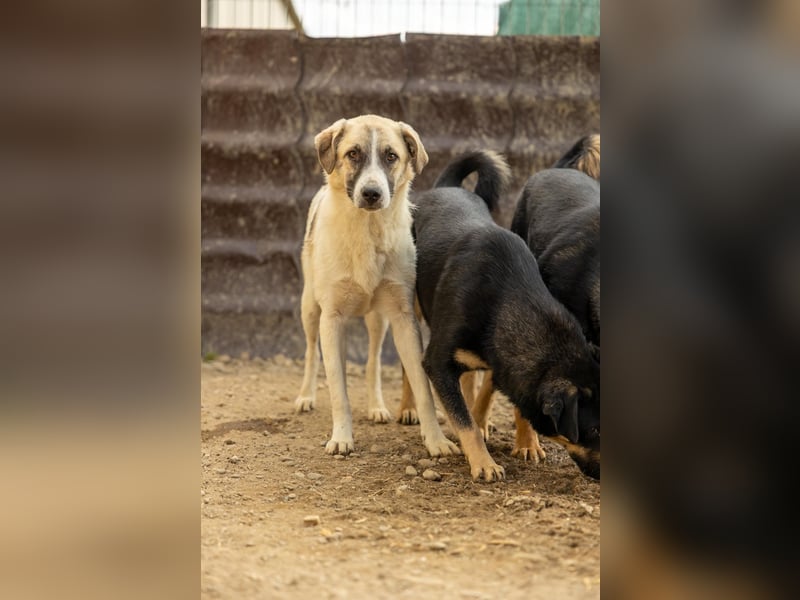 Hagrid-unsicherer Riese mit ganz viel Herz
