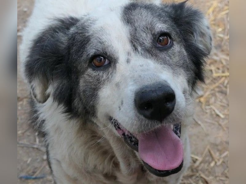 sanfte, freundliche Traumhündin Diana sucht liebevolles Zuhause