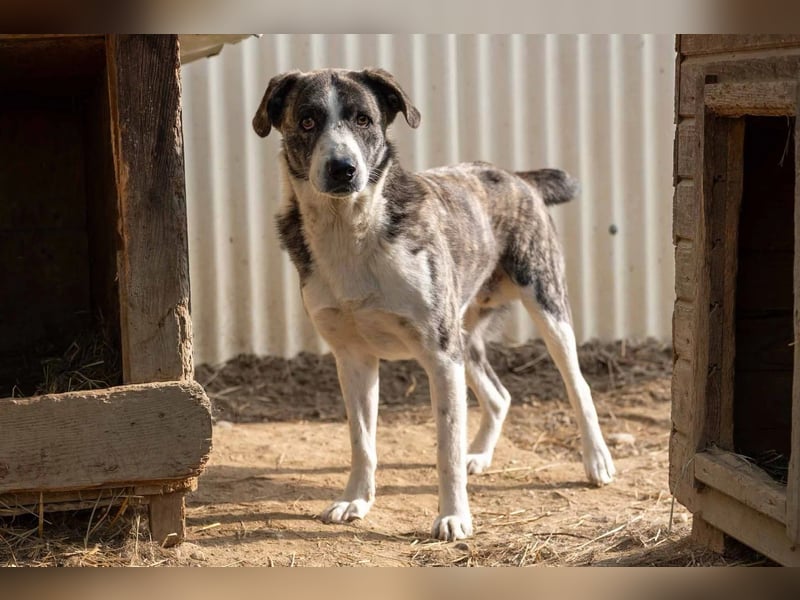 Jimmi, schüchterner aber ganz freundlicher Rüde wartet auf seine Menschen