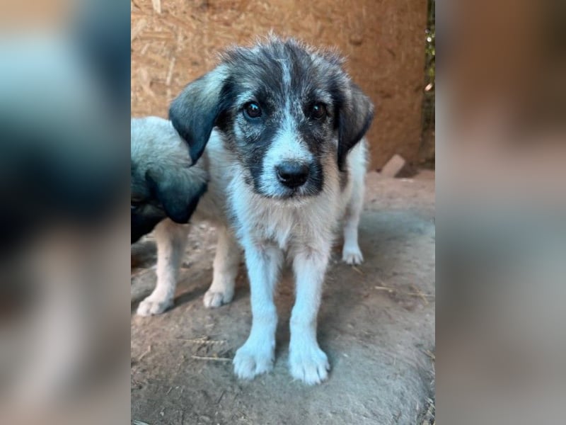 Welpenmädchen CASSIE