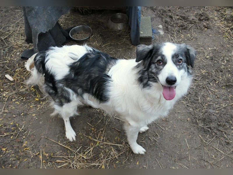 BELLA - wundervolle Hündin sucht ihre Herzensmenschen