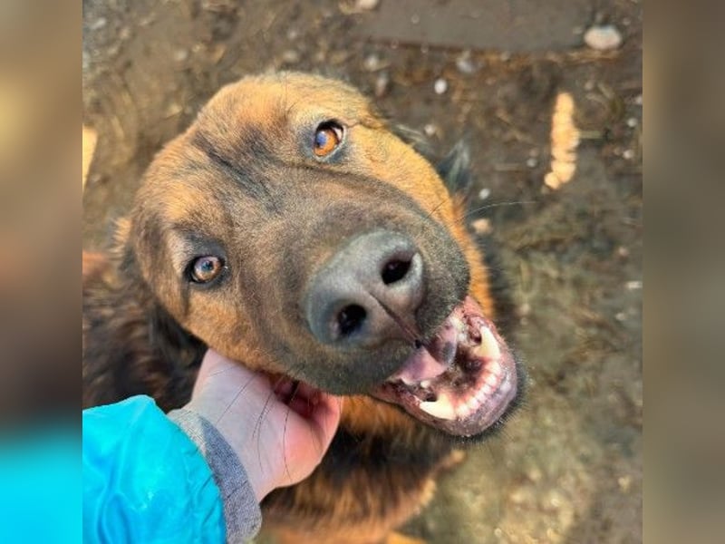 PETER - sanfter, verschmuster Rüde mit Charme