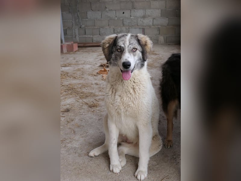MELODY - liebe, wunderschöne Hündin sucht ihr Happy End