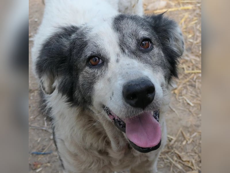 DIANA - verschmuste, anhängliche Traumhündin sucht ihre Familie