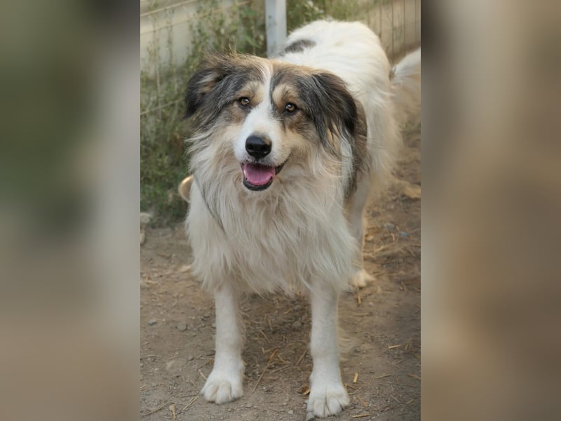 Lucy sucht die Nähe zu Menschen