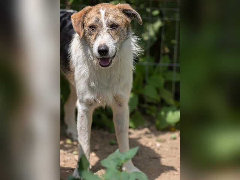 Leo lieber ruhiger Rüde sucht sein Für-immer-Zuhause