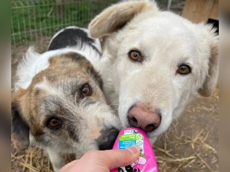 NEVE - hübscher, zurückhaltender Rüde sucht sein Happy End