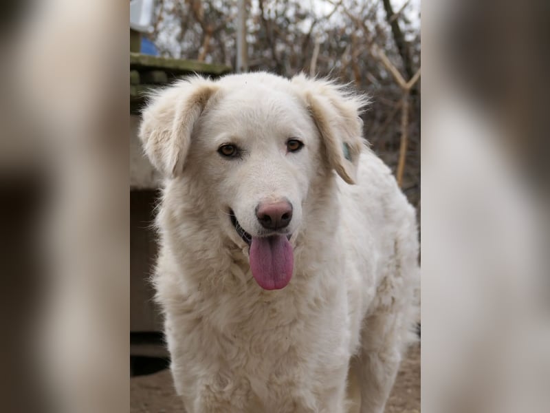 NEVE - hübscher, zurückhaltender Rüde sucht sein Happy End