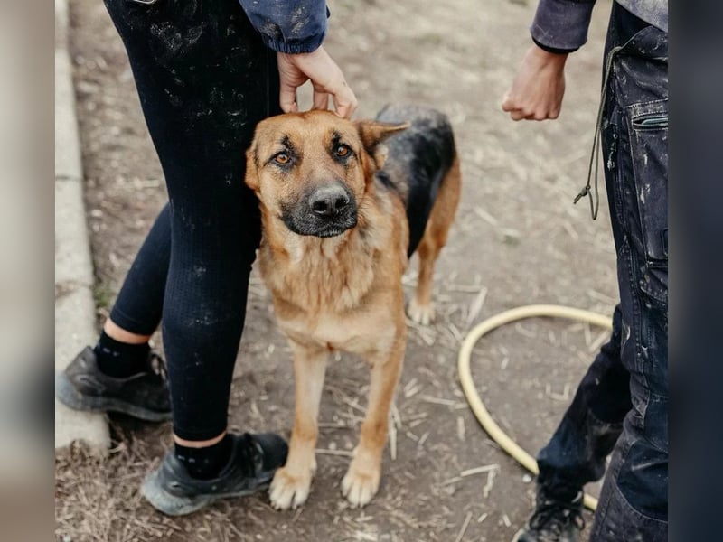 PIPPI - verschmuste, liebe Traumhündin sucht ihre Menschen