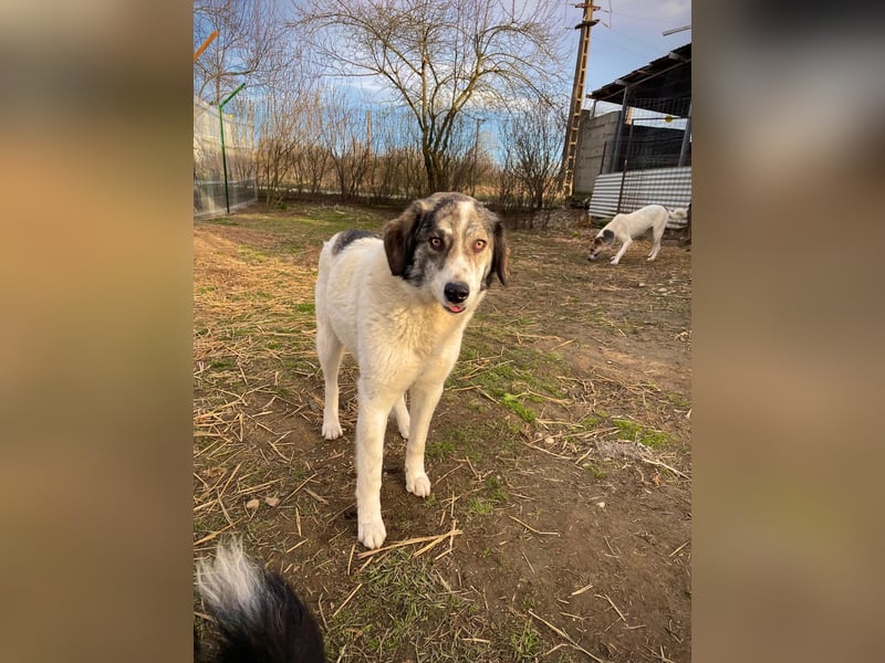 MELODY - liebe, wunderschöne Hündin sucht ihre Familie